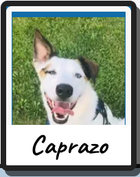 Caprazo 头像